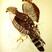 African Cuckoo-Hawk